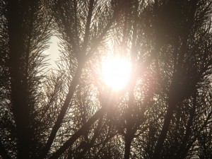DSC01929